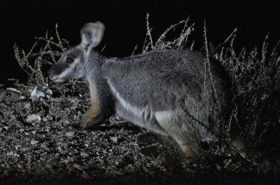 Campsite visitor - Yellow footed rock wallaby